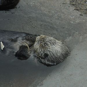Sea Otter
