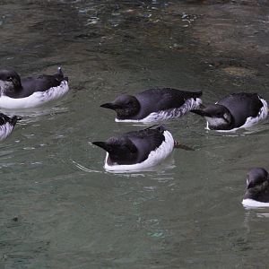 Common Murres