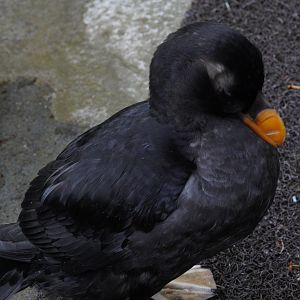 Tufted Puffin (non-breeding dress)