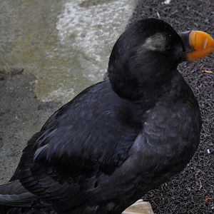 Tufted Puffin (non-breeding dress)