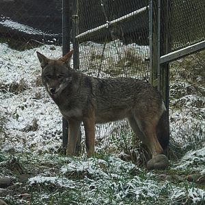 Red Wolf