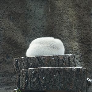 Sven the Arctic Wolf (sleeping)
