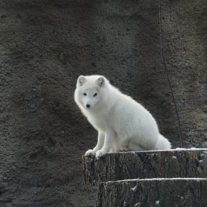 Sven the Arctic Wolf (Winter Coat)