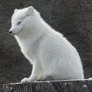 Sven the Arctic Wolf (Winter Coat)