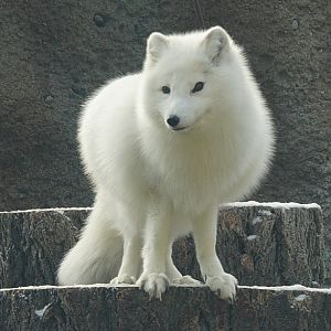 Sven the Arcitc Wolf