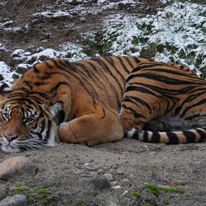 Sumatran Tiger