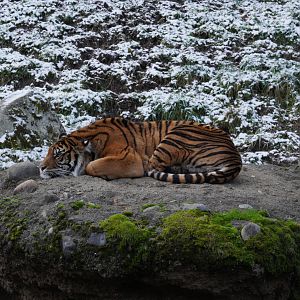 Sumatran Tiger