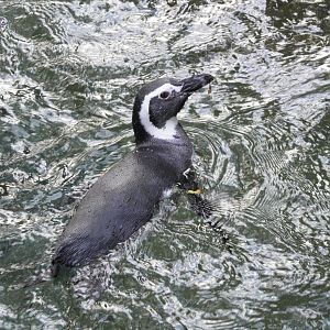 Magellanic Penguins