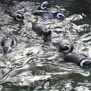 Magellanic Penguins