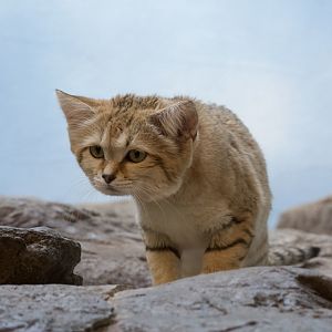 Sand cat/ Felis margarita