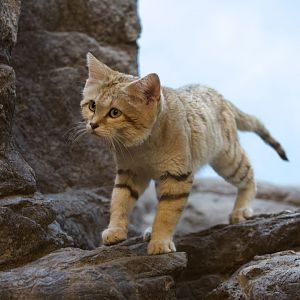 Sand cat/ Felis margarita