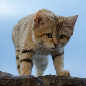 Sand cat/ Felis margarita