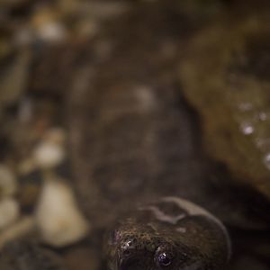 Big-headed turtle/ Platysternon megacephalum