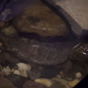 Big-headed turtle/ Platysternon megacephalum