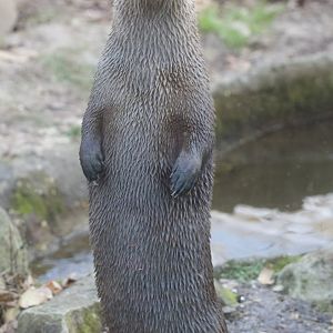 North American river otter/ Lontra canadensis