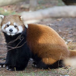 Chinese red panda/ Ailurus styani