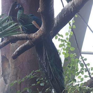Green peafowl/ Pavo muticus