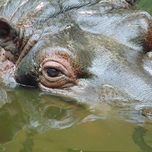 Common Hippo