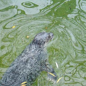 Harbour Seal