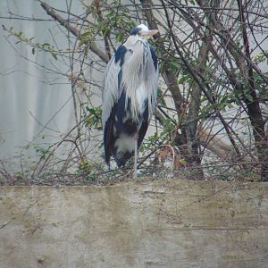 Grey Heron