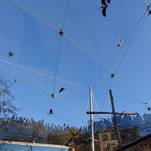 Pelecaniformes in the Buffalo Aviary
