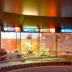 Reptile House - Small Desert Reptile Exhibits