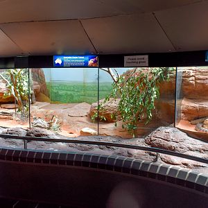 Reptile House - Centralian Python Enclosure