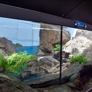 Reptile House - Tuatara Enclosure