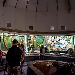 Reptile House - Arboreal Reptile Exhibits