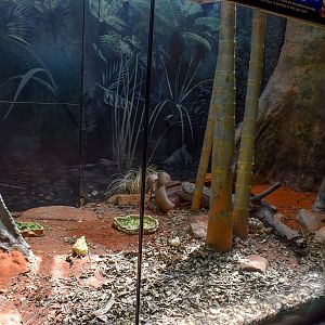 Reptile House - Indian Star Tortoise Enclosure
