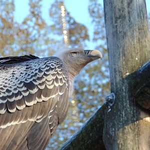 Ruppel's Griffon Vulture