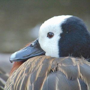 White-faced Whistling Duck