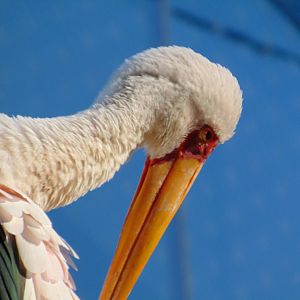 Yellow-billed Stork