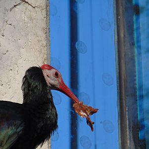 Southern Bald Ibis
