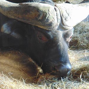 Cape Buffalo