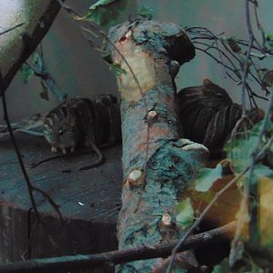 Barbary Striped Grass Mouse