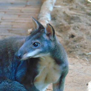 Dusky Pademelon