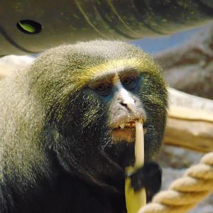 Hamlyn's Owl-faced Monkey