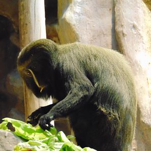 Hamlyn's Owl-faced Monkey