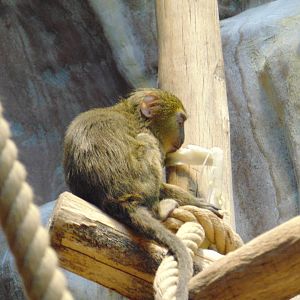 A Baby Hamlyn's Owl-faced Monkey