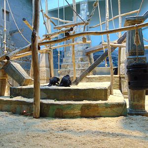 Colombian Black Spider Monkey Enclosure