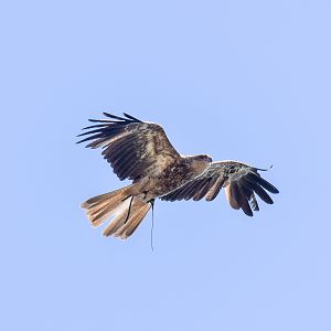 Whistling Kite