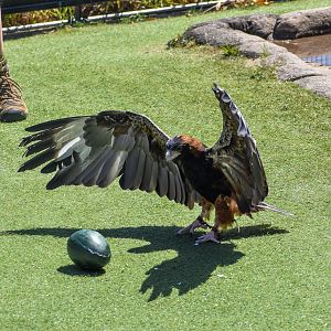 Black-breasted Buzzard