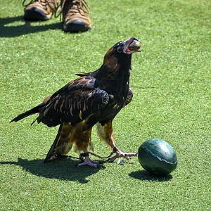 Black-breasted Buzzard