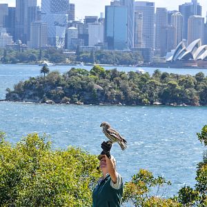 Barking Owl and Sydney Opera House