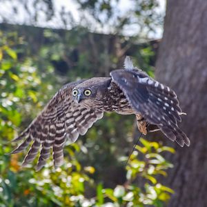 Barking Owl in flight