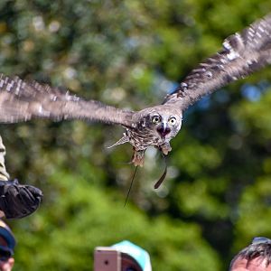 Incoming Barking Owl