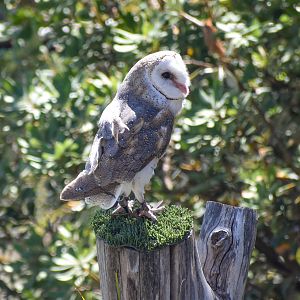 Eastern Barn Owl