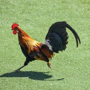 Red Junglefowl