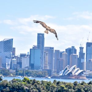 Whistling Kite flying over Sydney Opera House